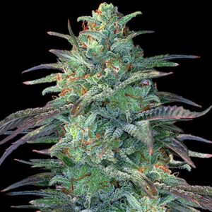 Eggnog OG