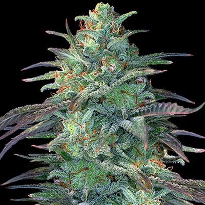 Eggnog OG