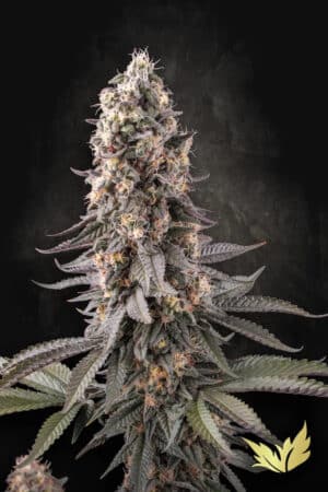 El Dorado OG