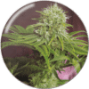 Elixir Vitae CBD
