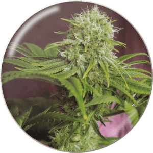 Elixir Vitae CBD