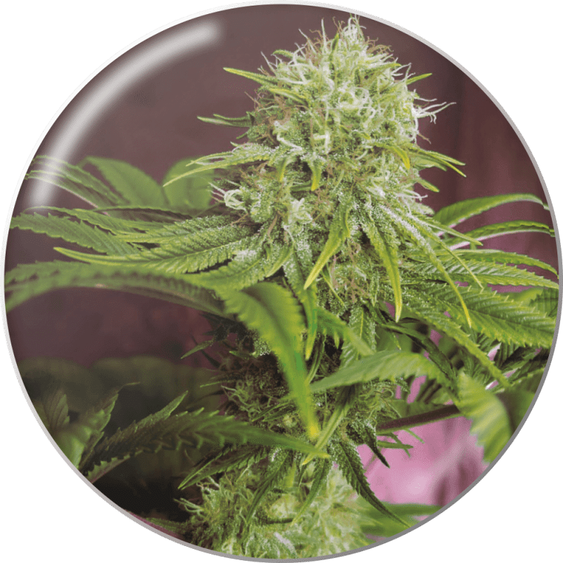 Elixir Vitae CBD