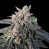 Elons X Reg. (DNA Genetics Seeds)