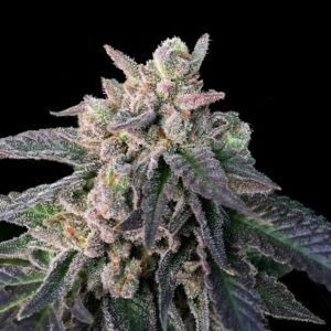 Elons X Reg. (DNA Genetics Seeds)