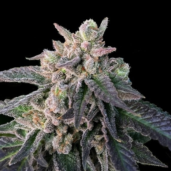 Elons X Reg. (DNA Genetics Seeds)