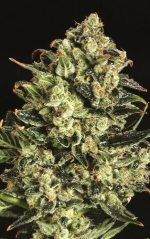 Emerald Jack x SCBDX