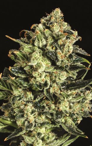 Emerald Jack x SCBDX