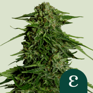 Epsilon F1 Auto