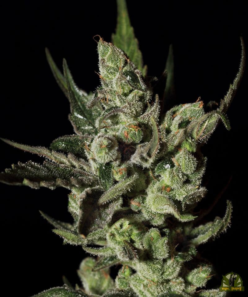 Exodus Cheese