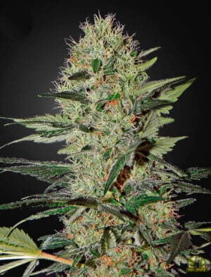 Exodus Cheese Auto