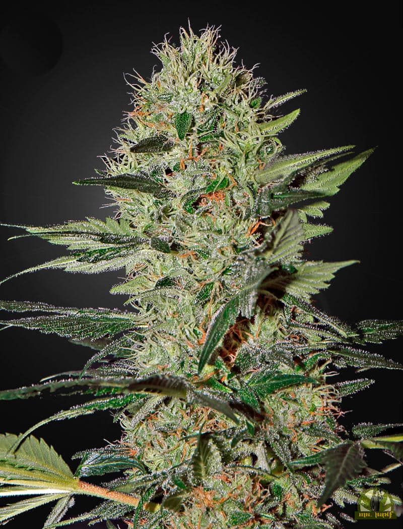 Exodus Cheese Auto