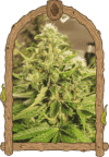 Exotic Pure CBG