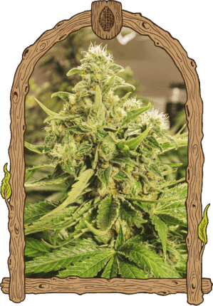 Exotic Pure CBG