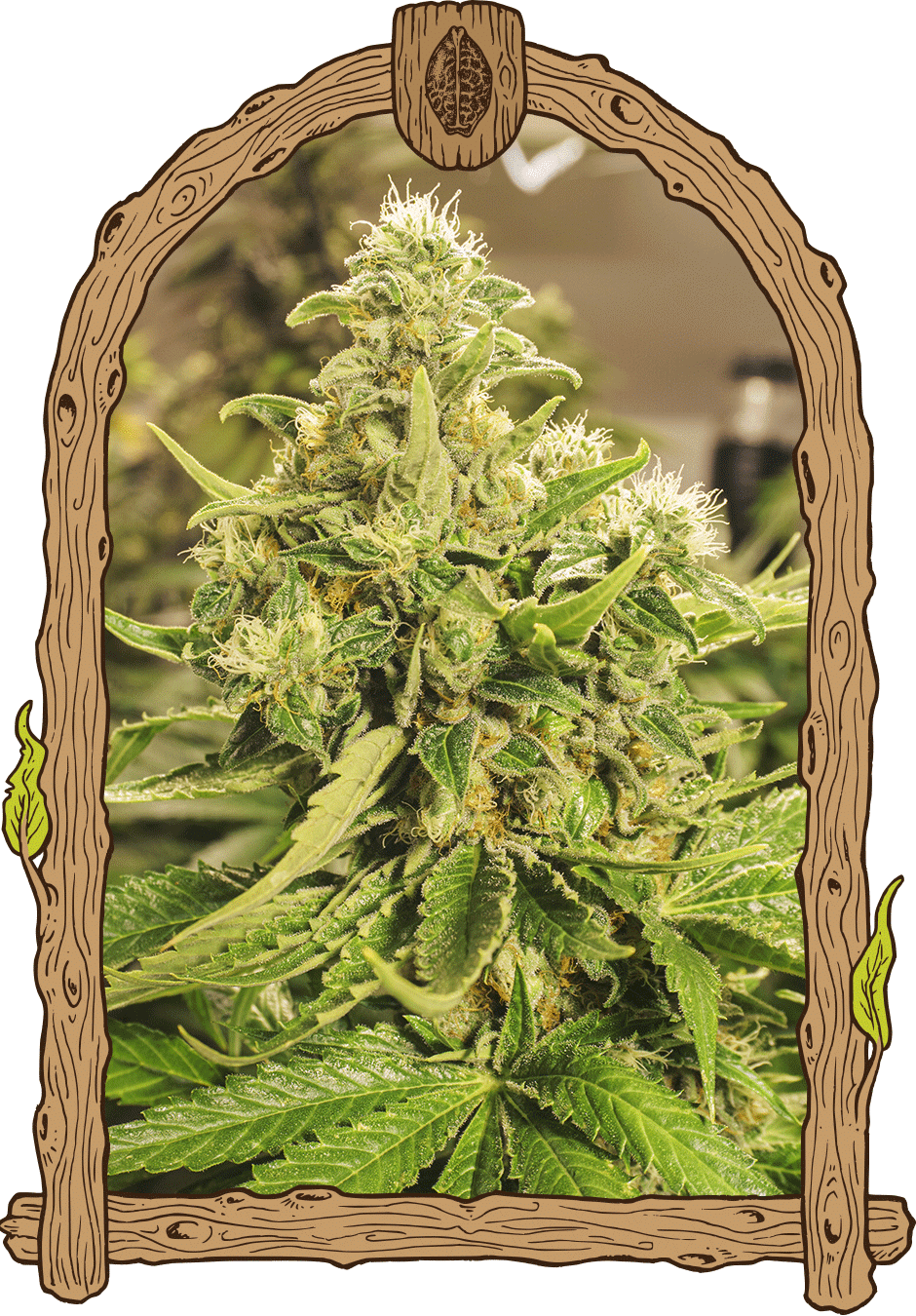Exotic Pure CBG