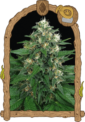 Exotic Thai