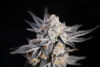 Expert Gorilla Auto