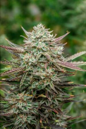 Face Fat Auto