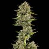 Face Gas AUTO
