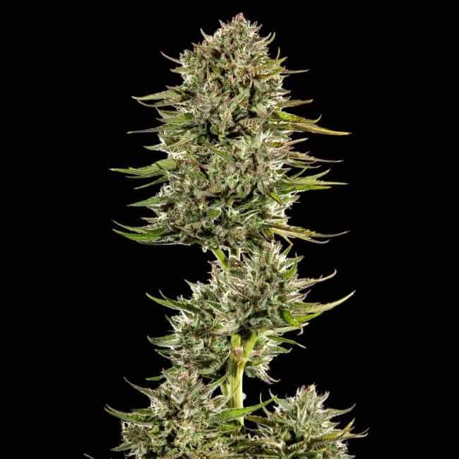 Face Gas AUTO