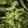 Fast Bud Outdoor