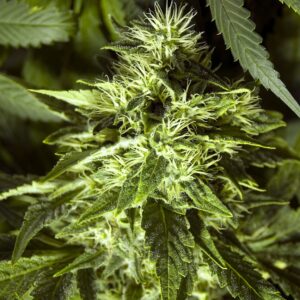 Fast Bud Outdoor