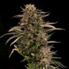 Fatso GMO F1 Auto