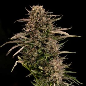 Fatso GMO F1 Auto