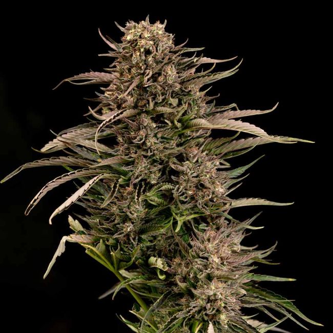 Fatso GMO F1 Auto