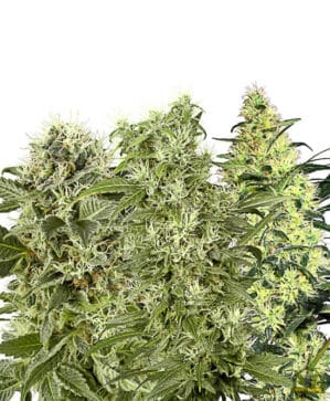Female Mix (White Label Seeds)