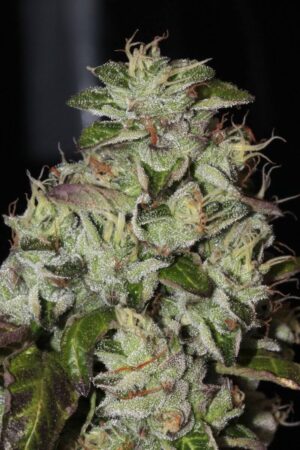 Fire Afghan Cookies