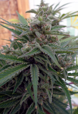 Flo OG Reg.