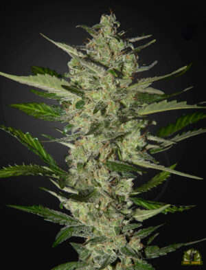 Flowerbomb Kush