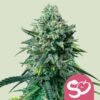 Forbidden Fruit (Royal Queen Seeds)