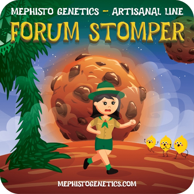 Forum Stomper Auto