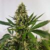Freedom Haze reg.