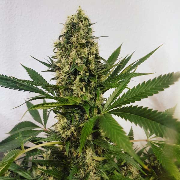 Freedom Haze reg.