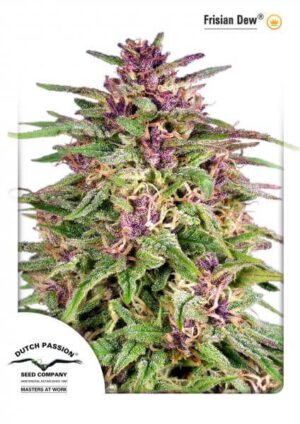 Frisian Dew
