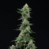 Froot by the Foot Auto