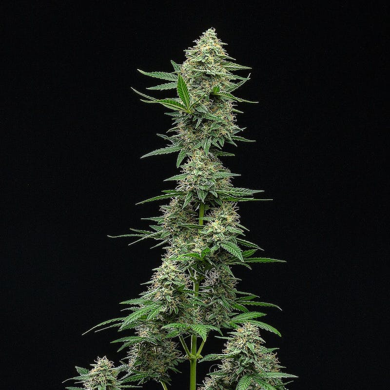 Froot by the Foot Auto