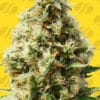Frosted Guava Auto