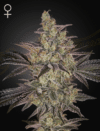 Frosted Guava Autoflowering