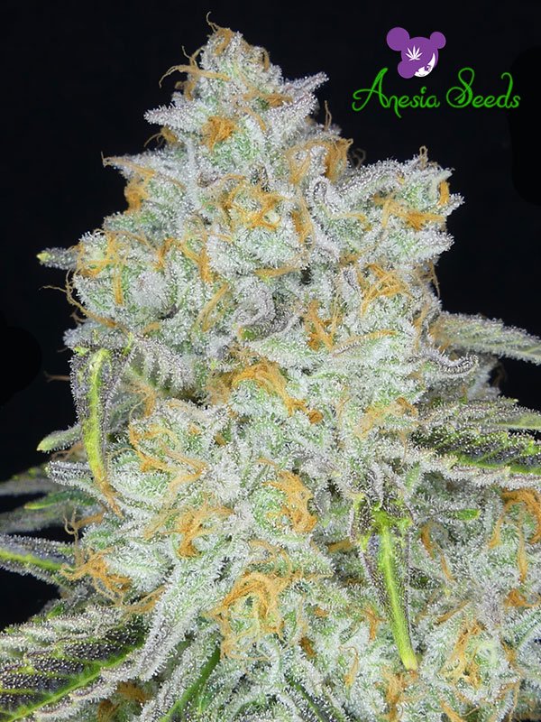 Frozen Face Auto
