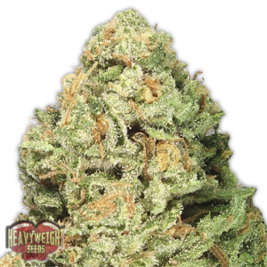 Fruit Punch