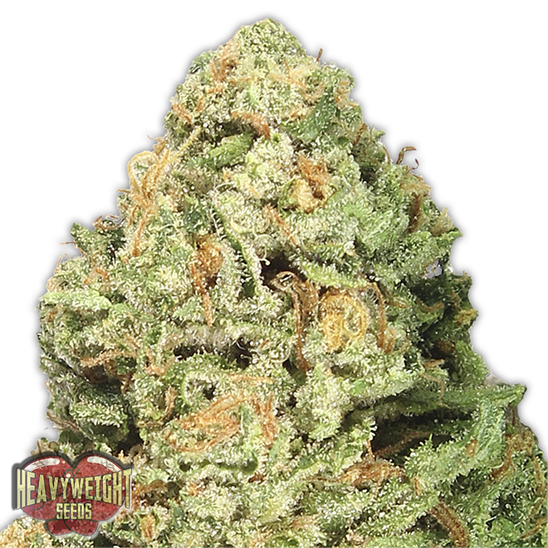 Fruit Punch