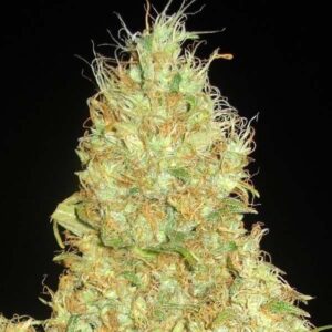 Fruity Chronic Juice