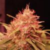 Fruity Gas