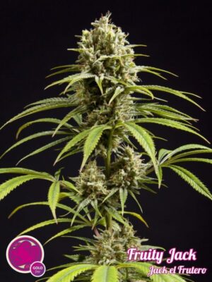 Fruity Jack