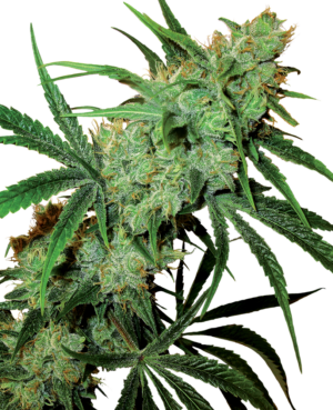 Fruity Juice Reg.