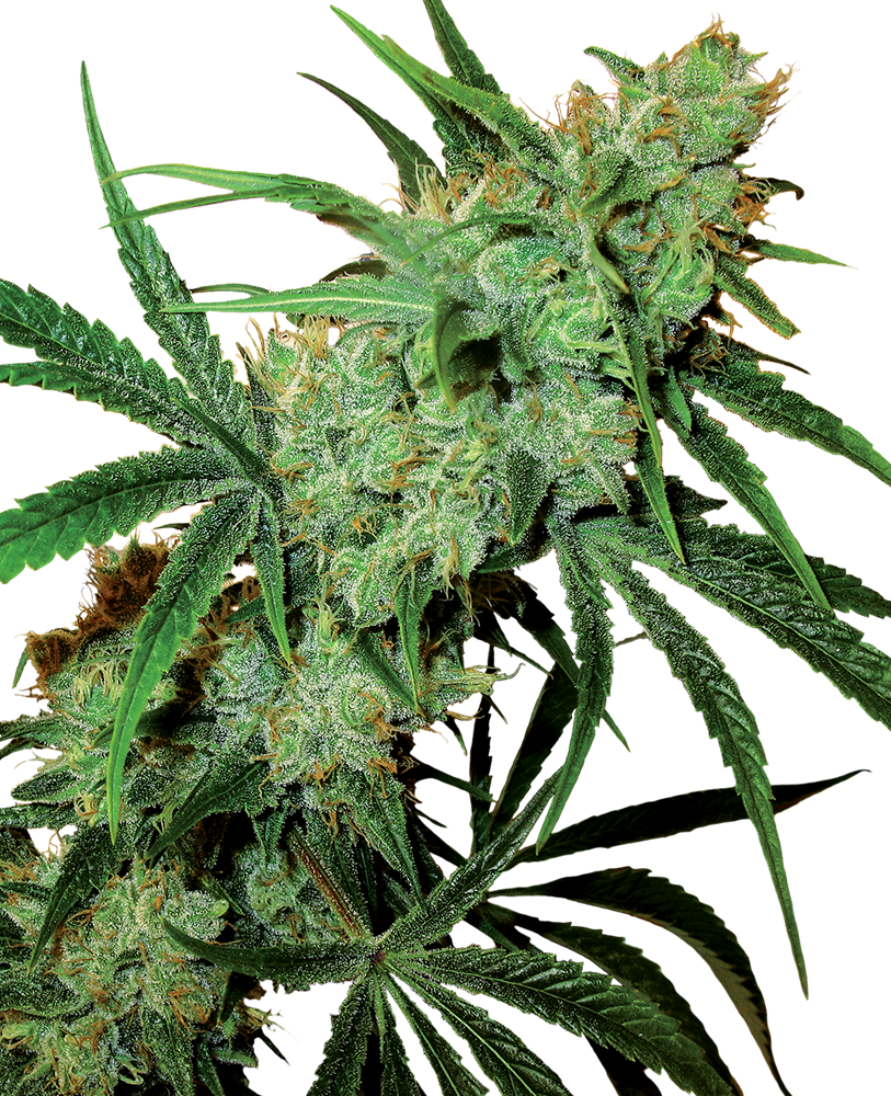 Fruity Juice Reg.