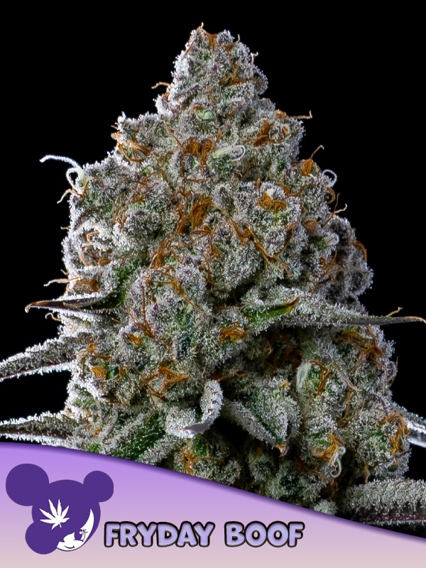 Fryday Boof
